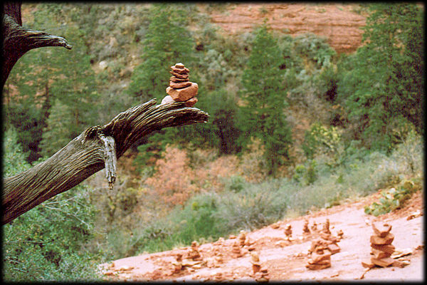 Vortex tree in Boynton Canyon, near Sedona, AZ.